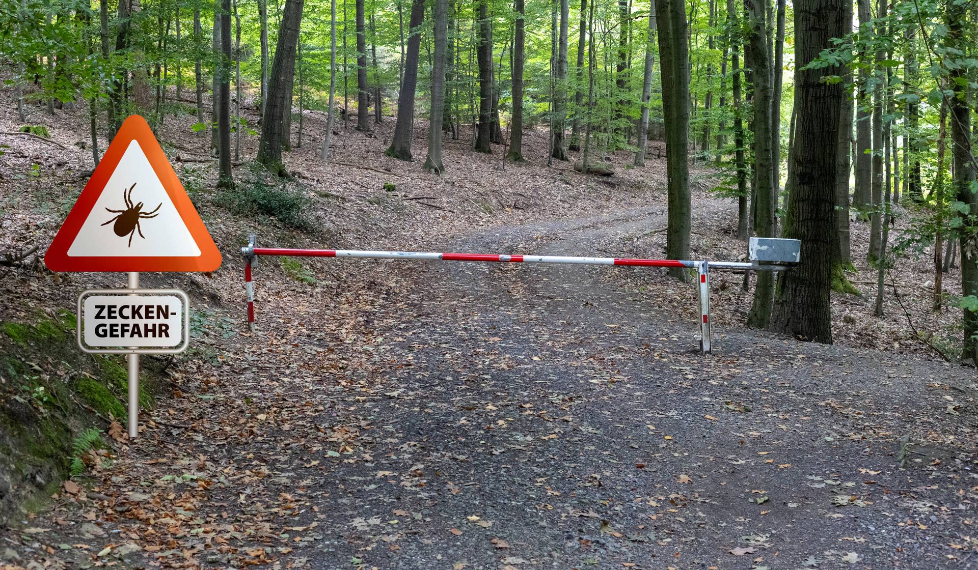 Borreliose - Diagnose, Therapie und Zusammenhang mit dem Spike-Protein - Börner Lebenswerk